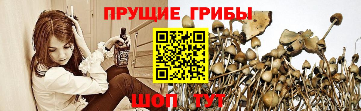 Галлюциногенные грибы прущие грибы Салехард